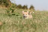 CORGI PEMBROKE 114